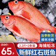鮮拔頭籌 新鮮紅石斑魚 大眼魚富貴魚深海魚生鮮魚類 海鮮水產(chǎn)紅魚 超大1.8-2.2斤*2條