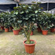大型綠植金錢兜福祿桐盆栽 花卉觀葉盆景客廳發(fā)財(cái)樹圓葉綠植盆栽Z 70-80cm老樁（不含盆）