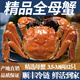 【活蟹】陽(yáng)澄后蕩湖牌大閘蟹 現貨大閘蟹鮮活螃蟹 生鮮水產(chǎn)禮盒 精品全母蟹 3.5-3.8兩 12只