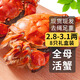 【活蟹】乾澄大閘蟹現貨 全母蟹2.8-3.1兩8只 鮮活螃蟹去繩足重海鮮中秋禮盒源頭直發(fā)