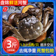 【活蟹】(網(wǎng)兜蟹)盤(pán)錦河蟹產(chǎn)地直發(fā)鮮活稻田蟹大閘蟹禮盒 18-23只【1.3-1.6兩/只】