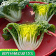 壽禾 黃心菜油菜種子玫瑰烏塌菜白菜菜籽菜子蔬菜秋冬黑菜種籽 壽禾雪玲瓏黃心烏種子20g原裝
