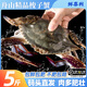 梭子蟹鮮活特大野生舟山大螃蟹海鮮新鮮冷凍海蟹水產(chǎn)飛蟹白蟹順豐 9兩以上/只 【凈重5斤大梭子蟹】