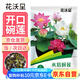 花沃里水培碗蓮種子30粒/包不含盆 花卉種子荷花盆家庭庭院陽臺碗蓮盆栽