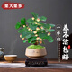 臨雅小盼菩提樹(shù)盆栽帶果植物室內綠植盆景禪意擺件清心盆托盤(pán)源頭直發(fā)