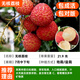 靜黛軒荔枝樹(shù)苖妃子笑嫁接水果樹(shù)苗仙進(jìn)奉果苗無(wú)核桂味果樹(shù)盆栽包活對版 無(wú)核荔枝（2.5-3cm粗）1.2-1.4m高