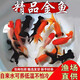 金魚(yú)觀(guān)賞魚(yú)耐活魚(yú)苗批發(fā)淡水魚(yú)丹頂紅金魚(yú)好養冷水黑龍睛泰獅招財寵物魚(yú)草金錦鯉魚(yú)苗 金魚(yú)隨機搭配顏色5條6-8厘米