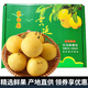 迭果北京門(mén)頭溝京白梨禮盒裝特產(chǎn)貢梨新鮮水果軟糯香甜白梨子 5斤帶箱大果18-20個(gè)