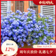 虹越（HONGYUE） 藍(lán)雪花盆栽花園陽臺垂吊裝飾花卉多年生易養(yǎng)耐熱觀賞期長 藍(lán)雪花 1盆 160#