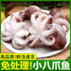 應魷盡魷鮮活冷凍小章魚三去迷你小章魚短腿小八帶火鍋麻辣小海鮮食材海鮮 小章魚 400g(凈重)  *1袋
