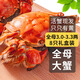 【活蟹】乾澄大閘蟹現(xiàn)貨 全母蟹3.0-3.3兩 8只 鮮活螃蟹六月黃生鮮海鮮禮盒裝