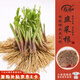 壽禾 韭菜根苗老品種蔬菜苗 稀植四季韭菜根190棵帶肥源頭直發(fā)包郵