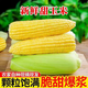 牛愛田 鮮水果玉米新鮮甜玉米現(xiàn)摘玉米棒生鮮蔬菜可生吃火鍋食材 4斤超值裝【顆粒飽滿】?jī)?.5斤 源頭直發(fā)