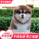 朵蔓純種熊版阿拉斯加幼犬巨型雙血統大骨架阿拉斯加雪橇犬活物寵物狗 血統級 紅棕阿拉斯加 公