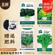 北蔬 蔬菜種子種苗套餐秋播四季可種陽(yáng)臺(tái)盆栽帶肥料 4包蔬菜種子套裝