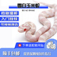 CSF-SH寵物蛇玉米蛇無(wú)毒可上手活體寵物玉米蛇幼崽蛇苗異寵爬寵活物蛇苗 雪白 公