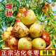 鮮級佳山東沾化冬棗新鮮大棗冰糖脆甜特大果包郵孕婦水果當季水果脆青棗 商超級大果 單果15g+ 凈重4.5斤