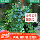 萌肉居垂吊盆栽植物室內(nèi)外四季爬藤綠植/常青藤原盆土+備用盆源頭直發(fā)