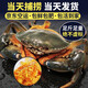 【包活】三門(mén)青蟹鮮活紅膏禮盒野生螃蟹母蟹中秋海鮮公母對蟹2斤 公母對蟹2斤（4只）