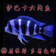 薩伊藍六間布隆迪六間魚(yú)伊巴卡六間魚(yú)曼波藍六間三湖慈鯛活體進(jìn)口 伊巴卡六間魚(yú)9-11cm