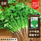 北蔬 小葉香菜種子種苗濃香芫荽四季蔬菜籽 寒圣1號小葉香菜種子250g
