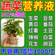 水培蔬菜營養(yǎng)液陽臺室內(nèi)綠葉無土栽培肥料地瓜生菜空心菜番薯草莓 水培蔬菜營養(yǎng)液 300ml 1瓶