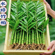 臨雅魚缸水培植物造景竹柏袖珍椰子阿根廷皇冠水草水生植物水養(yǎng)盆栽 水培竹柏(25-35cm)好養(yǎng)耐活 5棵