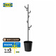 宜家（IKEA）ALGANAS艾佳奈斯衣帽架鞋架臥室落地立式掛衣架衣服架 黑色衣帽架