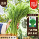 北蔬 割茬茴香菜種子苗小茴香四季盆栽多茬蔬菜種籽 割茬茴香種子10g