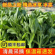 順豐包郵頭茬鮮冰菜農(nóng)家新鮮冰草冰菜冰花沙拉菜西餐蔬菜沙拉菜健 【優(yōu)質(zhì)精選】2000g