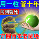 驅鼠神器藥強效驅老鼠一窩端三步到倒一聞就死樟腦丸滅防蟲(chóng)鼠克星 單包裝【老鼠一窩端神器】 老鼠驅趕神器抓捕滅防蟲(chóng)鼠克星趨避藥