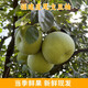 （預售）福建仙游度尾文旦柚產(chǎn)地直發(fā)現摘現發(fā)單季新鮮紅心柚孕婦 袋裝（中大果） 2個(gè)裝（30年老樹(shù)）