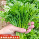 壽禾 茼蒿種子種苗秋季小葉青菜家庭蔬菜種籽 濰豐濰嫩7號茼蒿種子95g