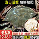 【鮮活發(fā)貨】尚致青島梭子蟹鮮活螃蟹梭子蟹活蟹海蟹飛蟹中秋禮盒 【鮮活精選】4斤(12-16只)公母混發(fā)