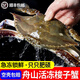 舟山梭子蟹特大活凍野生新鮮大螃蟹大閘蟹生鮮水產(chǎn)飛蟹大肉蟹 特大梭子蟹【7-9兩/只 】?jī)糁?斤