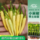 壽禾 辣椒苗各種椒苗壽光菜苗苗子朝天椒樹(shù)苗帶土發(fā)貨秋冬山東蔬菜苗 小米椒辣椒苗 6棵
