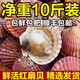 鮮活扇貝櫛孔扇貝新鮮刺貝大個(gè)肥美帶帶黃帶膏帶殼貝類燒烤海鮮 精選扇貝5斤[肥度飽滿]