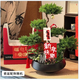 Only you【兩小時(shí)達】五層塔松盆栽青松綠植松樹(shù)盆景室內植物開(kāi)業(yè)生日喬遷 新年快樂(lè )【精致造景五層塔松盆景】新年送禮推薦