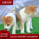 麥基樂(lè ) 中華田園犬黃狗大黃狗看門(mén)狗家庭狗鐵包金小幼狗看家護 田園級 中華田園犬（小黃狗） 公
