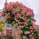 暮青暮青藤本月季薔薇花苗爬藤特大花四季開(kāi)花庭院花卉植物濃香 胭脂扣 160CM——180CM高
