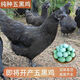現貨半斤一斤五黑雞活苗純種五黑一綠雞綠殼蛋雞半斤土雞正宗烏骨 2.5斤左右即將開(kāi)產(chǎn)五黑雞 2母
