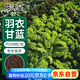 花沃里羽衣甘藍種子100粒/包 蔬菜種子盆栽陽臺種菜土四季菜籽陽臺庭院