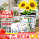 德沃多肥料向日葵種子DIY兒童趣味種植盆栽套裝小學(xué)植物觀(guān)察幼兒園六一