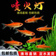 噴火燈小型魚(yú)熱帶魚(yú)淡水燈魚(yú)燈科魚(yú)草缸魚(yú)群游寵物活體包郵包活 1.2cm噴火燈5條送1條備損