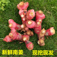 正宗潮汕南姜新鮮現(xiàn)挖現(xiàn)發(fā)3年以上老姜山姜火鍋甘草水果調(diào)味品 精選老南姜2斤（凈重1.8斤-2.2斤）