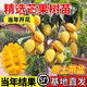 芒果苗樹(shù)嫁接特大金煌芒四季紅貴妃芒果樹(shù)苖當年結果帶土地栽盆栽 金煌芒 四年苗