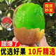 帆兒莊園現貨現發(fā)河南西峽綠心獼猴桃奇異果水果生鮮彌泥猴桃應季時(shí)令生鮮 中果4.5斤