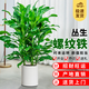 花行榜大型綠植物客廳室內盆栽花卉叢生螺紋鐵0.9-1.0m圓柱盆源頭直發(fā)