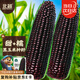 北蔬 黑甜糯玉米種子苗大棒可生食四季苞米種籽 昕糯9102玉米種子100g