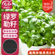 壽禾 羅勒種子苗食用香草綠色盆栽種植香草種籽 濰豐壽藝羅勒種子5g